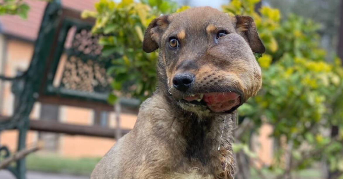 From Stray to Superstar: Brady's Inspiring Journey of Resilience and Love