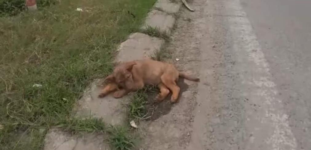 A Call for Compassion: How Small Acts Can Save Stray Animals from Suffering