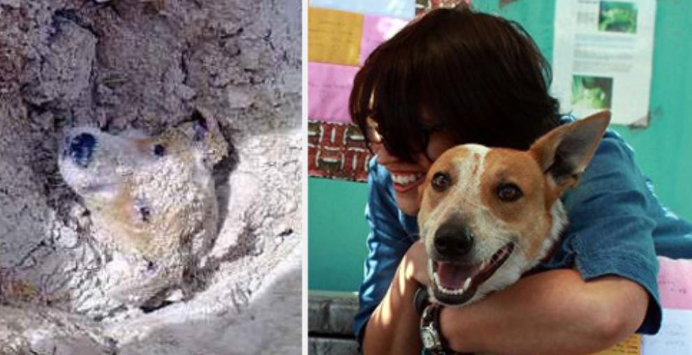 Lily's Journey: From Buried Alive to a Beacon of Hope and Advocate for Animal Welfare