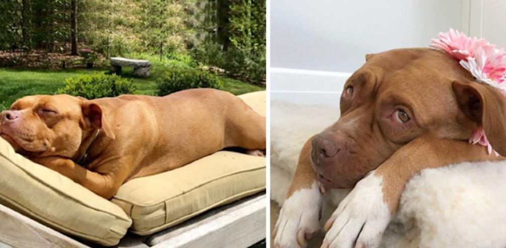 From Neglect to Nurture: Lola's Inspiring Journey of Rescue and Renewal